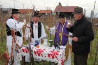 vincekovo_mbreg_2
