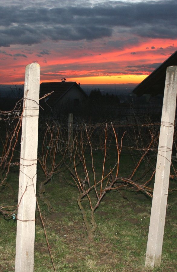 vinvekovo